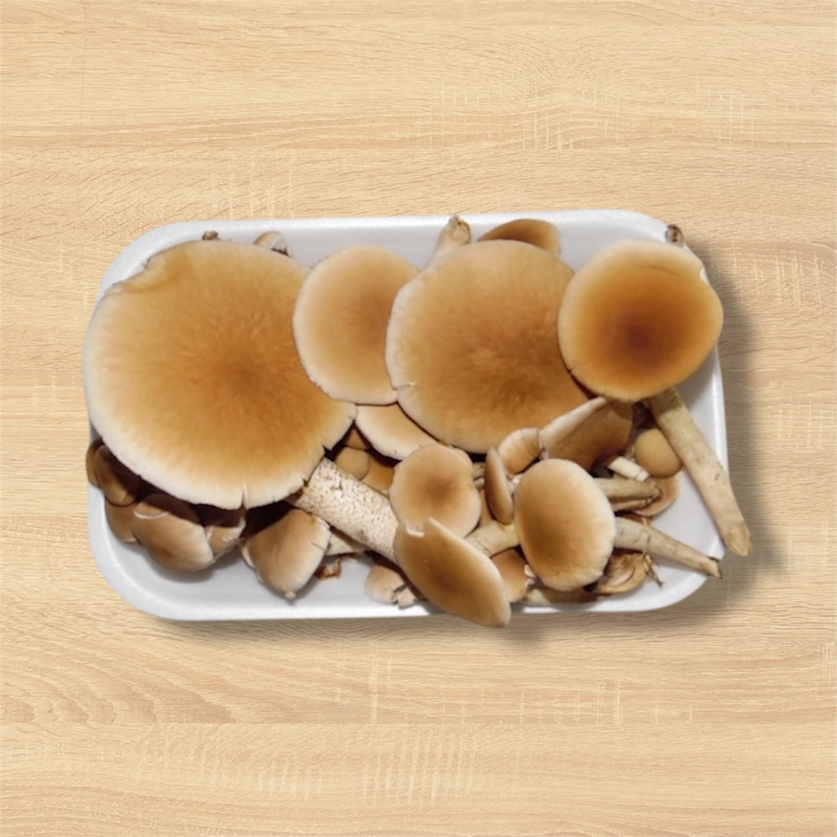 Funghi Pioppini