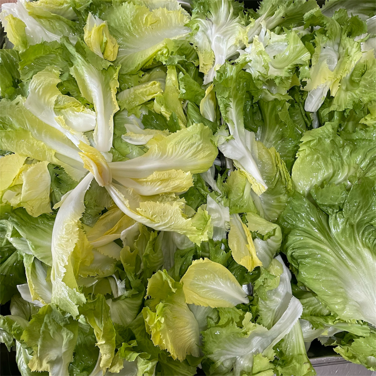 Scarola Liscia